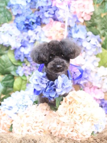 20250614りんちゃん